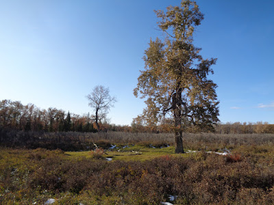 deadfall, land art, verna vogel, sheep river alberta