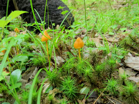 unicorn pinkgill mushroom