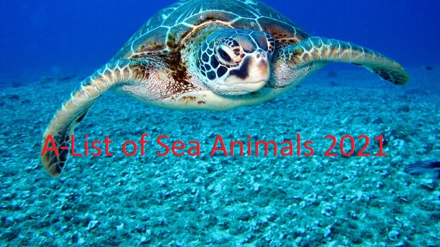 A-List of Sea Animals 2021