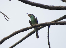 Blue-throated Bee-eater - Singapore Botanic Gardens