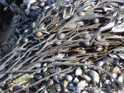 bladder wrack (Fucus vesiculosus)