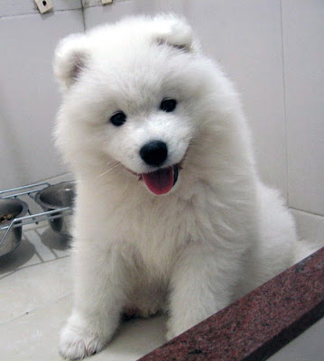 Samoyed Puppies Pictures