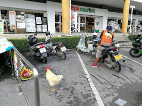 バンコクの町中で放し飼いの鶏