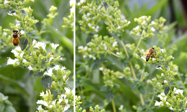 oregano flowers honey bees herbal photography