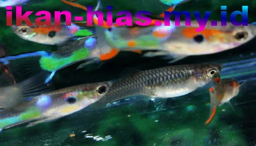 Jenis ikan-hias air tawar langka -endlers-livebearer