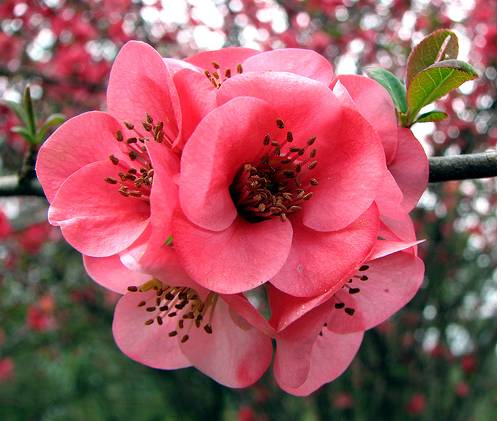 japanese flowers