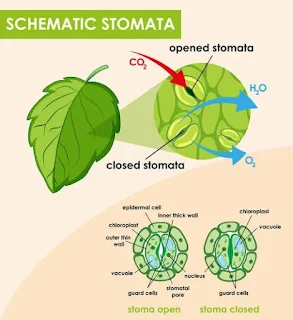 Stomata