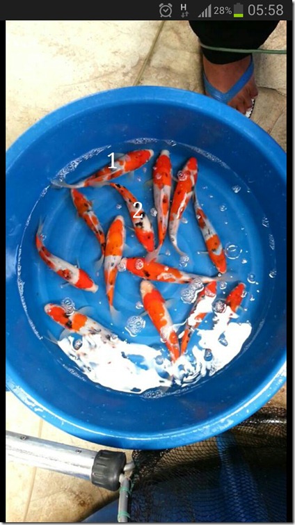 Sanke todai Koi selection