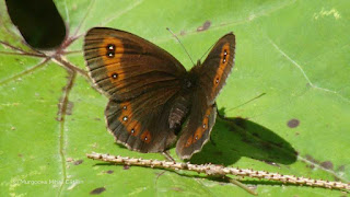 Erebia aethiops DSC164130