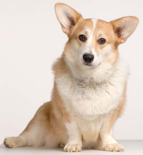 pembroke welsh corgi dogs breed info pets animal domestic hound