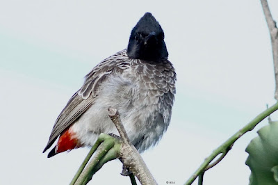 Red-vented Bulbul