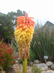 Kirstenbosch Botanical Garden