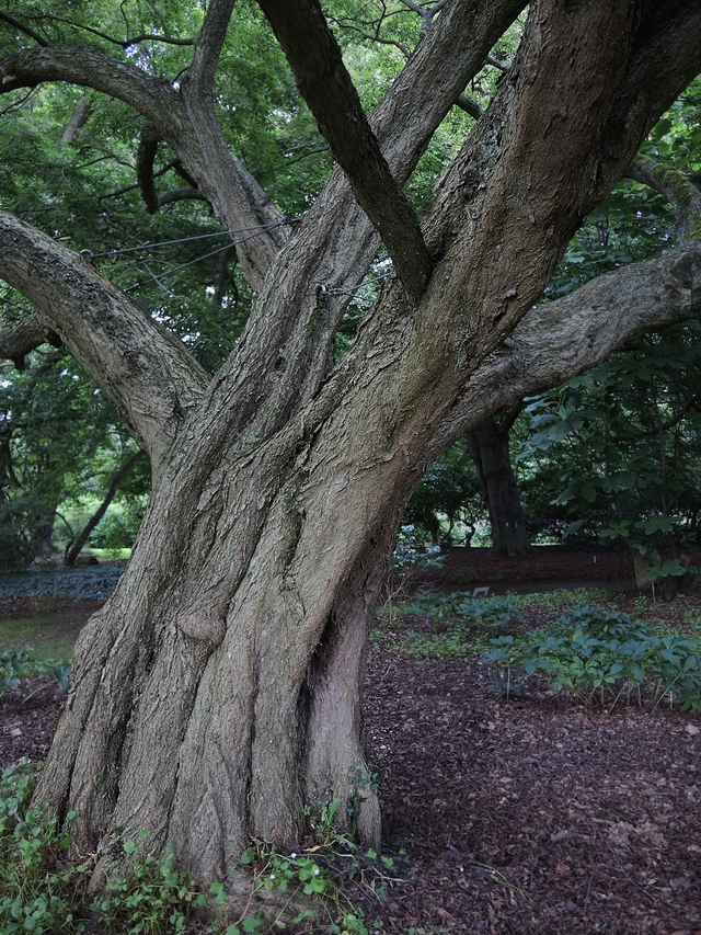 Zomer in het arboretum van Kalmthout