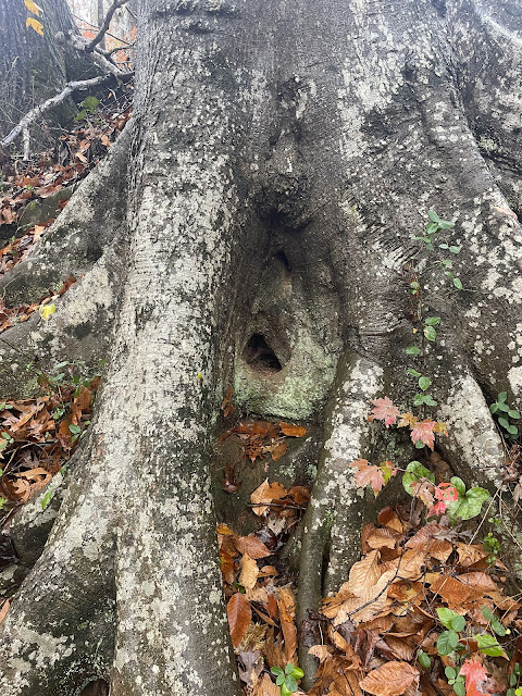 Yet another nook in a tree trunk. This trunk is yet another massive one. This nook is larger than the last couple of ones and sits in the base of the tree. The tree appears to have some kind of white moss or mold covering most of its base.