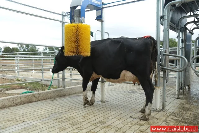 Ministro de Agricultura inaugura lechería robótica de INIA en Osorno