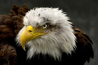 eagle face wilad animal bird picture species aves carnivorous wallpaper