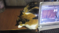 gata dormida