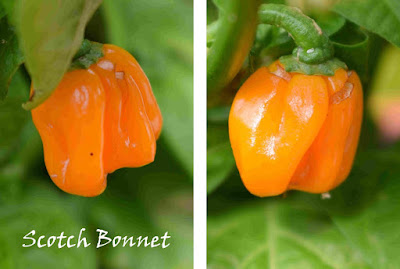 Capsicum chinense 'Scotch Bonnet', Havannapeppar, Bahama mama, the Jamaican Hot, the bahamian, Martinique Pepper