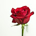 Scientific Name of Rose| Gulab ka vaigyanik name | गुलाब  का वैज्ञानिक नाम