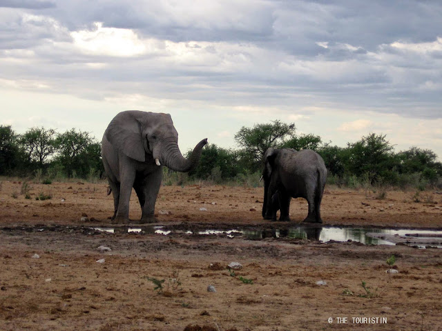 Travel Namibia. Etosha. Baby elephant, waterhole. Elephants