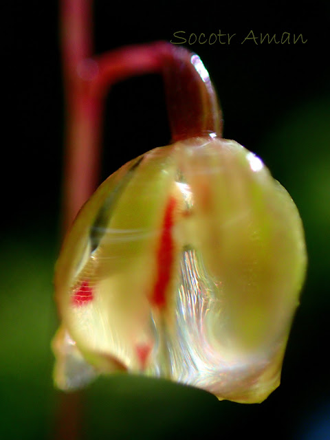 Ephippianthus schmidtii