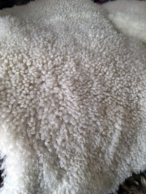 A white sheepskin with dense, tightly coiled springs of white wool all over.