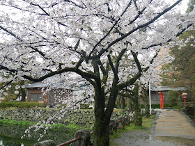 Cherry blossoms and tori