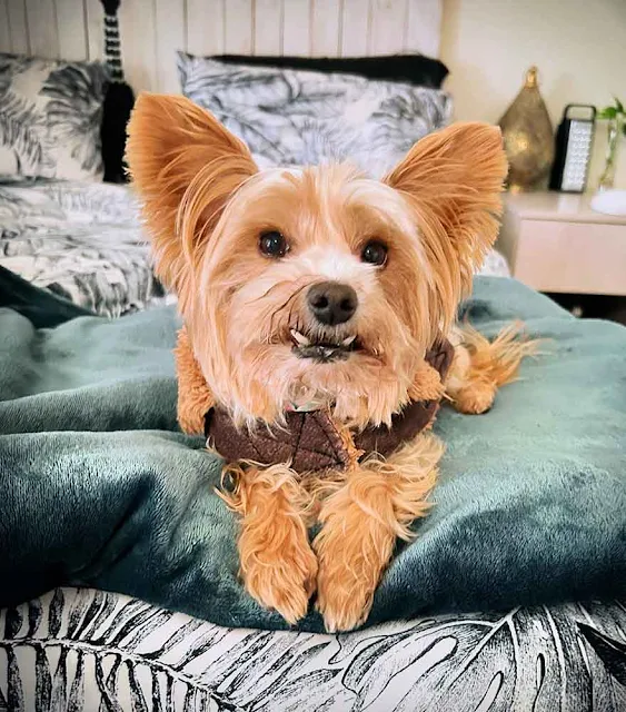 beautiful loving Yorkie girl laying on a bed