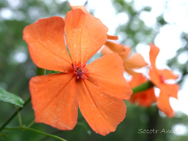 Lychnis miqueliana