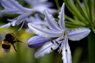 Agapanthus coddii care and culture