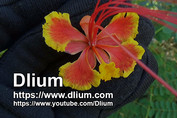 Dlium Peacock flower (Caesalpinia pulcherrima)