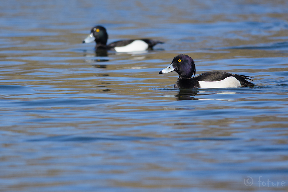 Tuttvart, Aythya fuligula, Tufted Duck, Pochard, vart