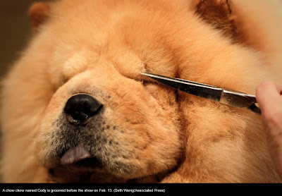 135th Westminster Kennel Club Dog Show at Madison Square Garden in New York City