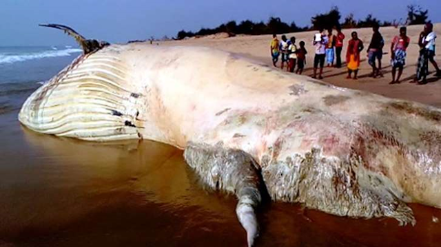 Hayan en playa de la India el cadáver del pez mas grande de los mares