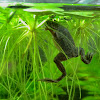 Best Fish For Planted Nano Tank