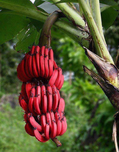 pisang merah di pekanbaru