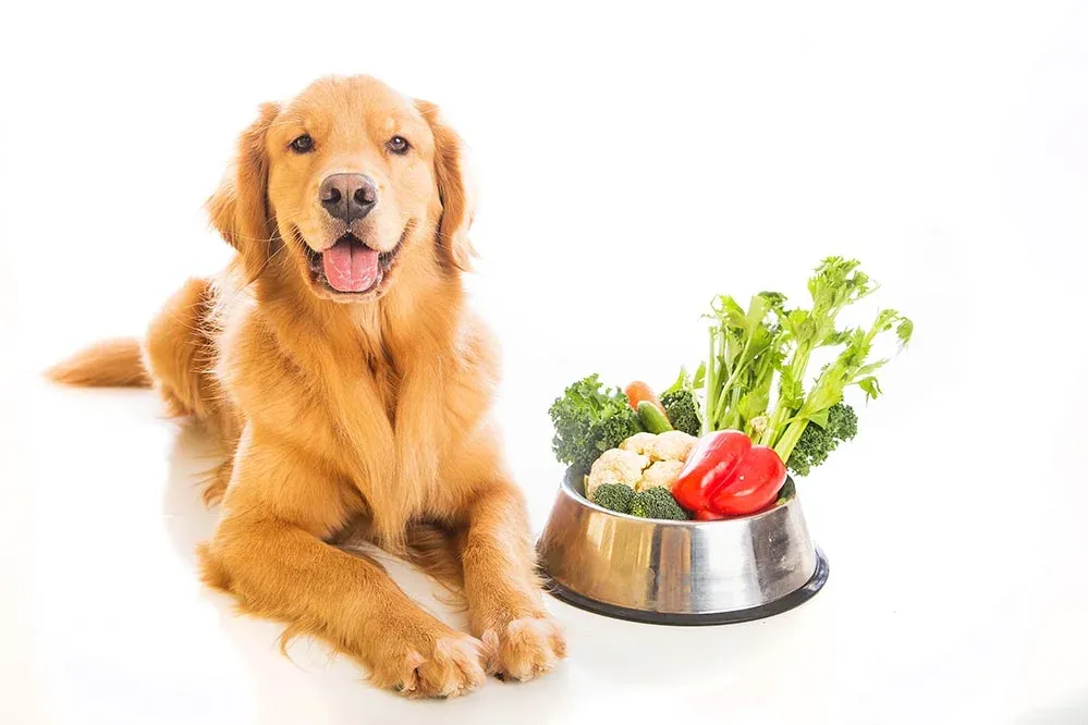 علاج القيء عند الكلاب بالاعشاب