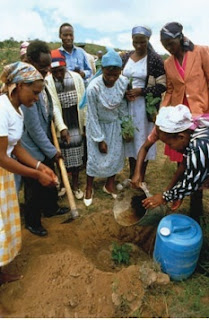 Green Belt Movement volunteers plant a tree