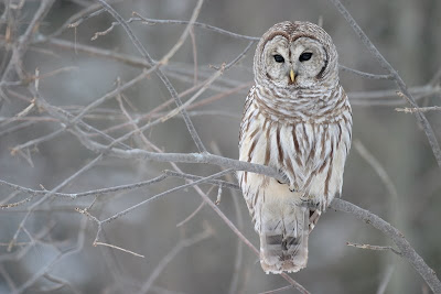 Barred Owl, from Wikipedia