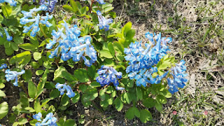 エゾエンゴサクの花（4月終わり）