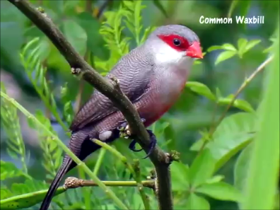 most beautiful birds