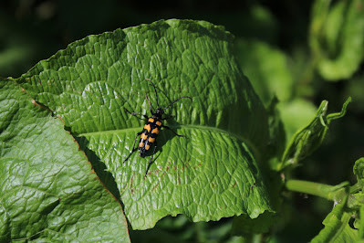 Gevlekte Smalboktor - Fjouwerbân-Smelbok - Leptura quadrifasciata