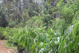 Sebutir Alpukat Capai Berat 2,2 Kg RadarSemarang.COM