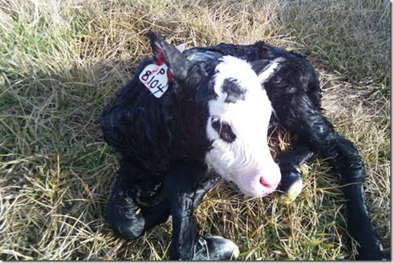 eartag