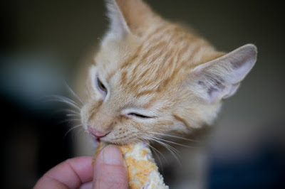 alt="gato comiendo de la mano de su dueño"