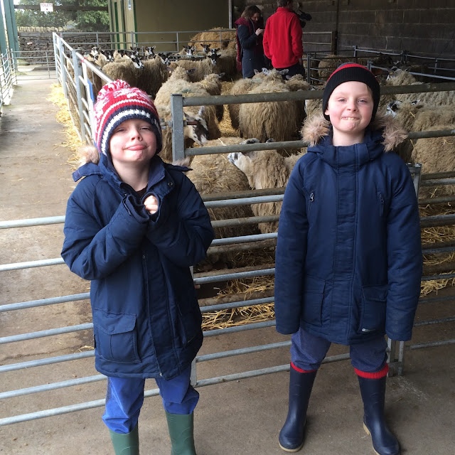 Lambs so cute & cuddly - At a farm near you in the North East