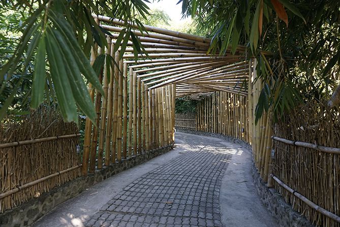 Lorong di kebun bambu