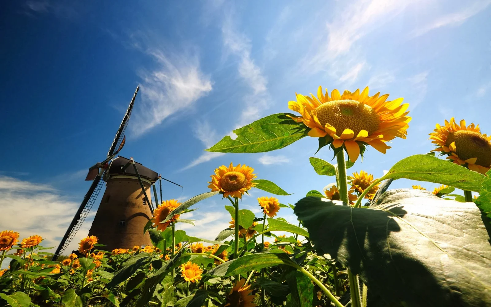 Zonnebloemen en molen in de zomer