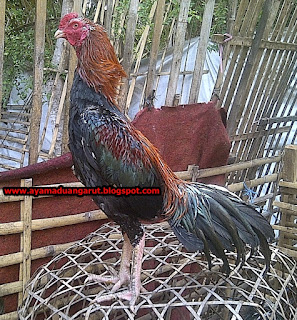 ayam Bangkok super pukul ko, ayam bangkok pukul ko, ayam adu pukul ko, ayam petarung pukul ko terbaru, ayam adu terbaru pukul ko, ayam Bangkok balikpapan, ayam Bangkok jember, ayam Bangkok blitar, ayam Bangkok kediri, ayam Bangkok solo, ayam Bangkok banyuwangi, ayam Bangkok banyumas, ayam Bangkok Kediri, ayam Bangkok Tangerang, ayam Bangkok serang, ayam adu cilegon, ayam adu cilacap