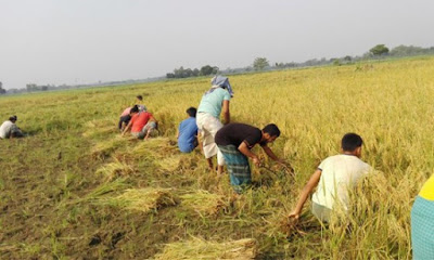 বিনামূলে গরিব কৃষকের ধান কেটে দিল ইবি শিক্ষার্থীরা